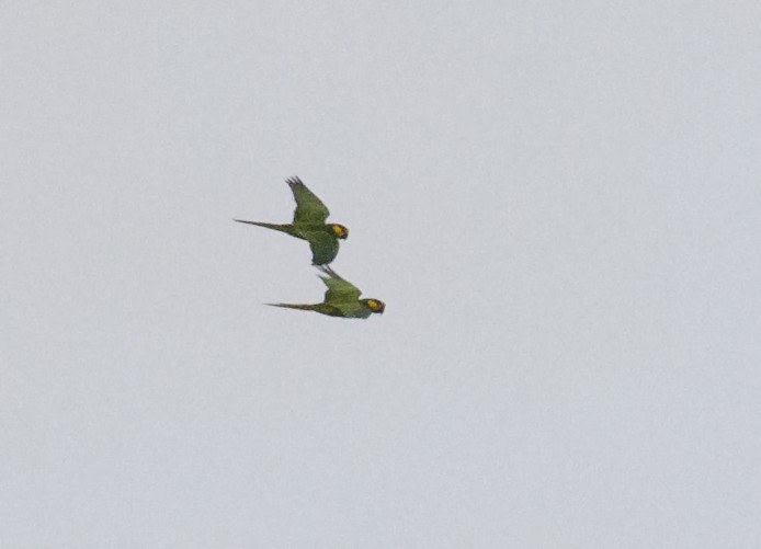 Yellow-eared Parrot - ML224109841