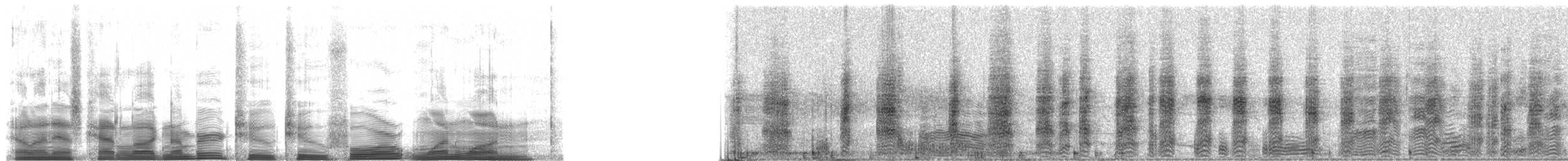 Western Cattle-Egret - ML22411