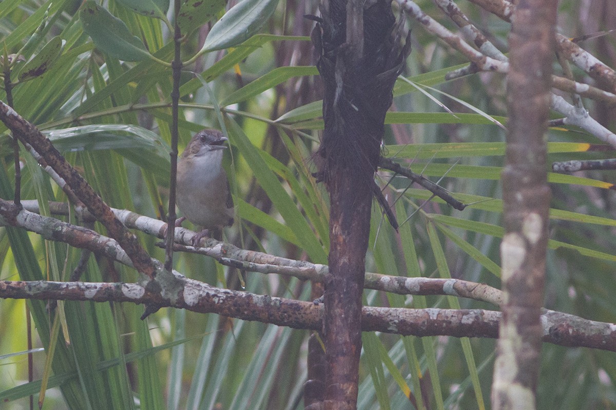 Abbott's Babbler - ML224110421