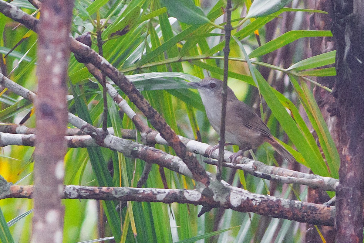 Abbott's Babbler - ML224110821