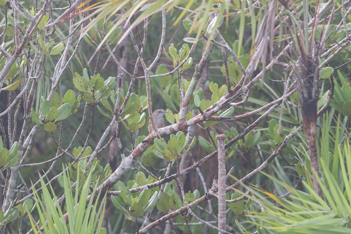 Abbott's Babbler - ML224111471