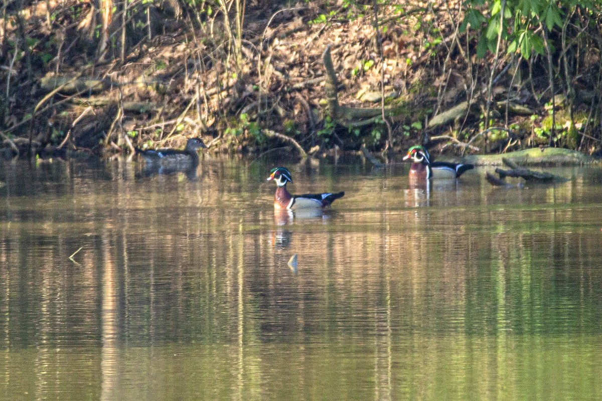 Wood Duck - James Walls