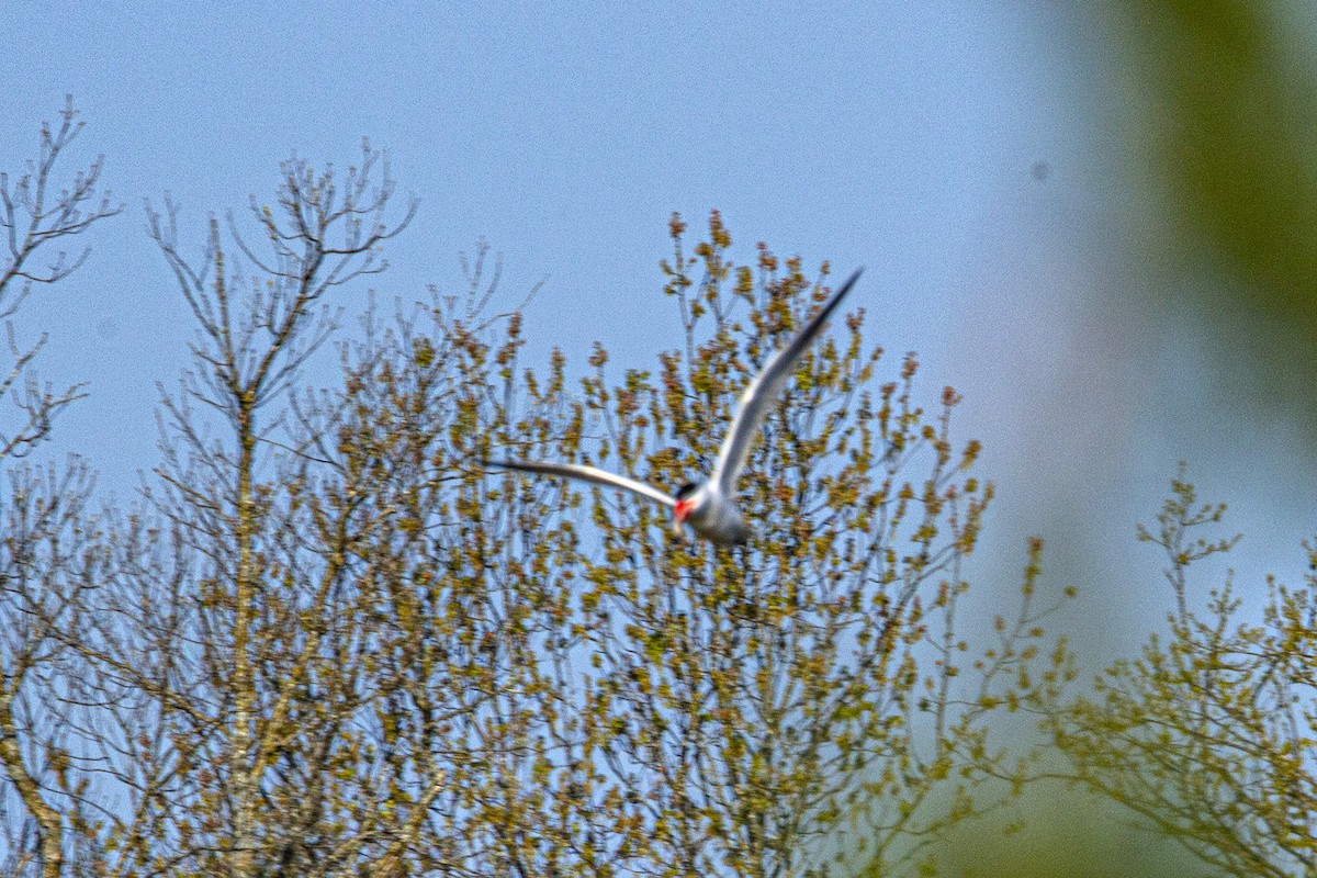 Caspian Tern - James Walls