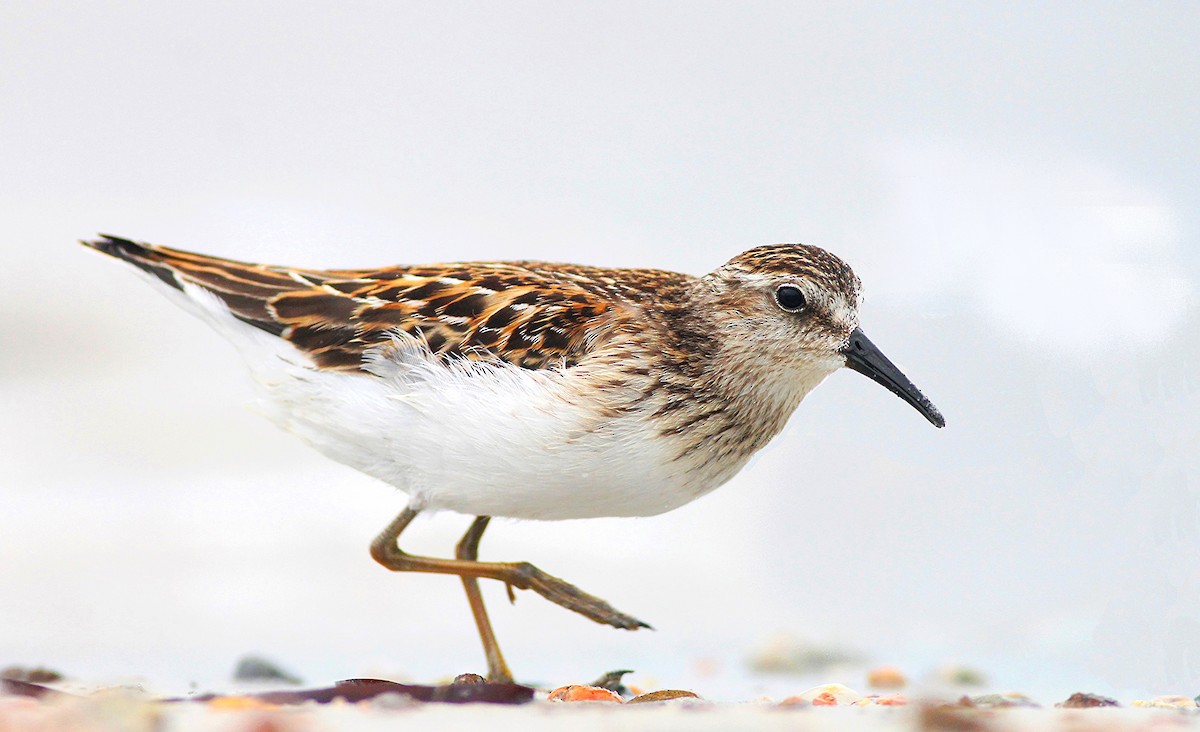 Least Sandpiper - Sam Heinrich