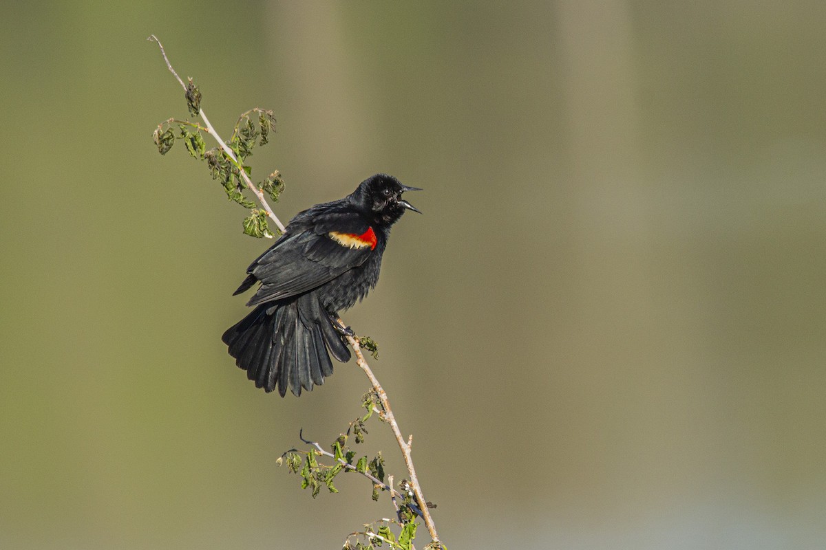 Red-winged Blackbird - James Walls