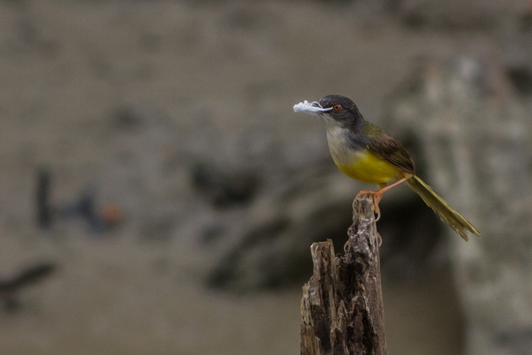 Yellow-bellied Prinia - ML224113681