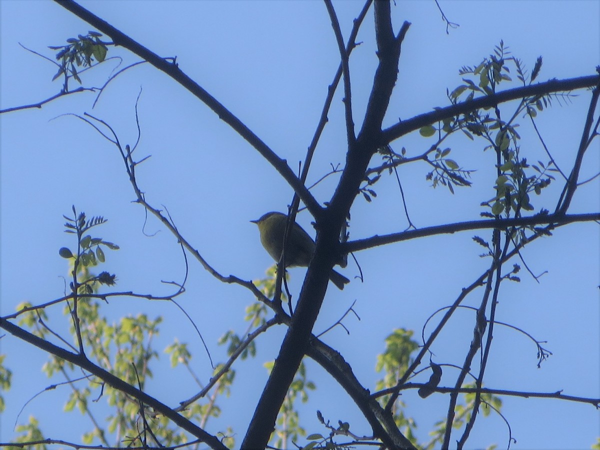 Pine Warbler - ML224113741