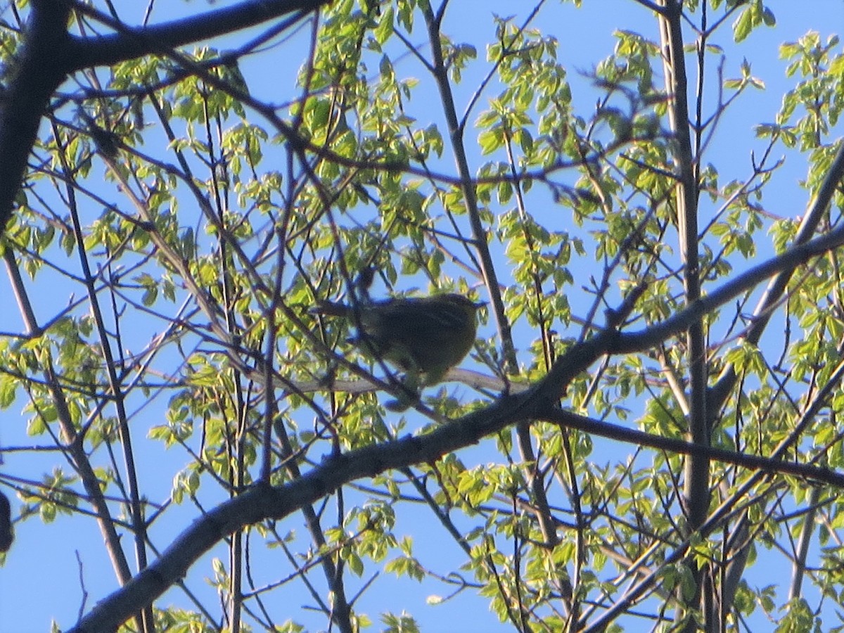 Pine Warbler - ML224113751