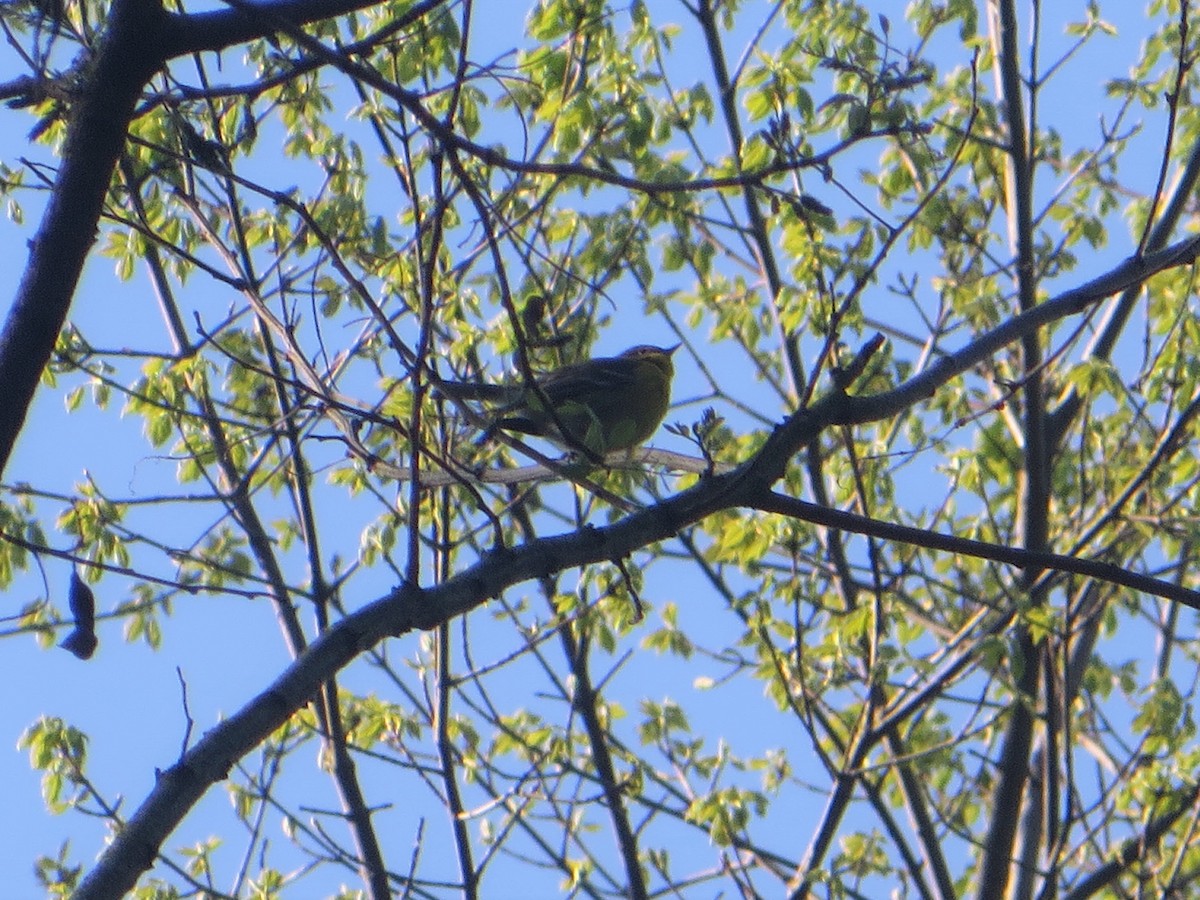 Pine Warbler - ML224113771