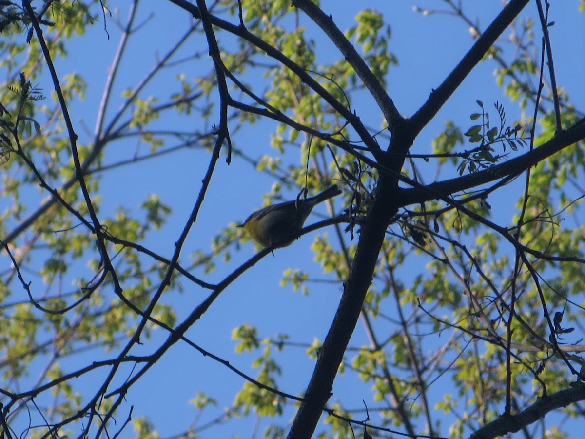 Pine Warbler - ML224113781