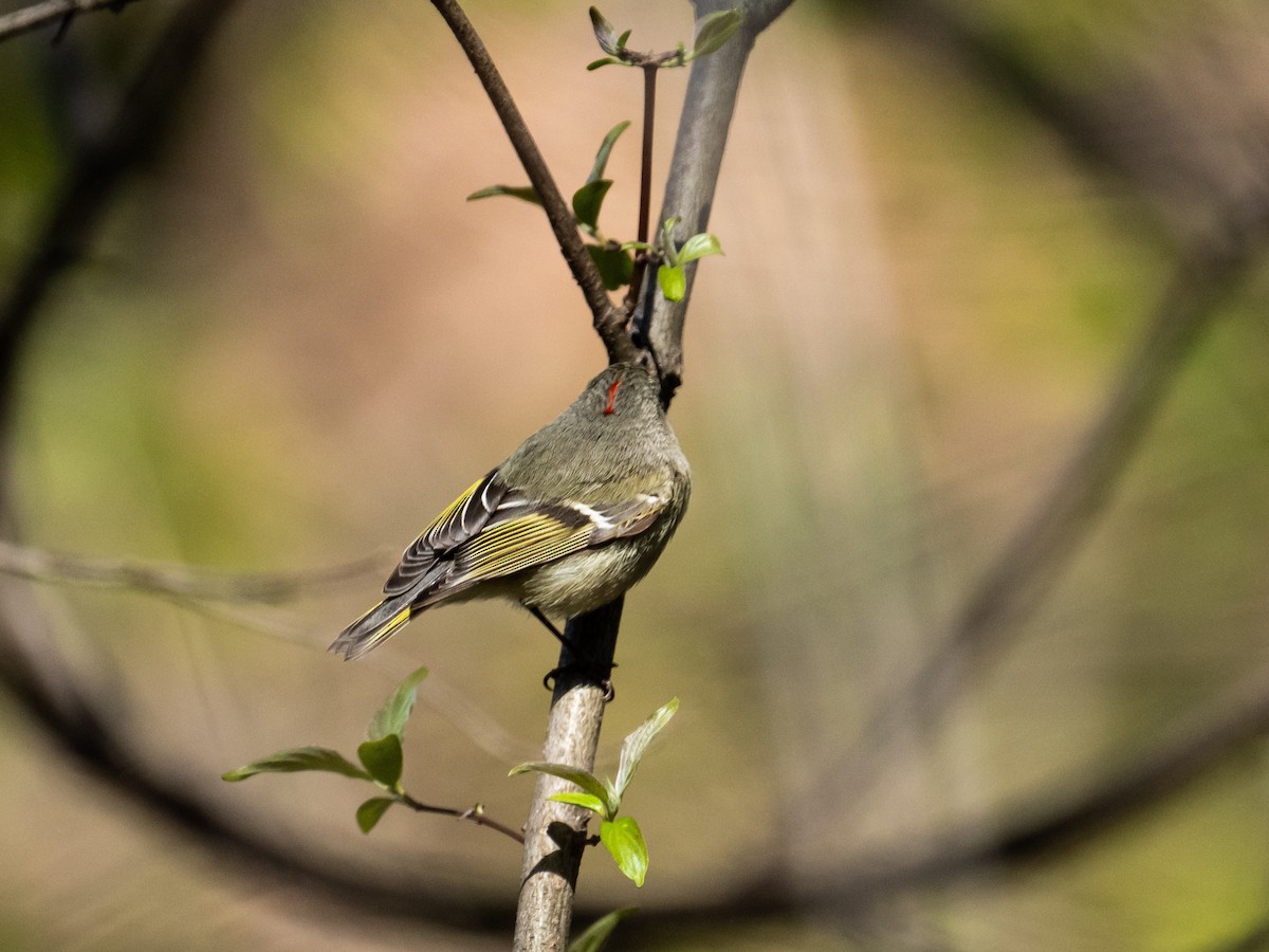 Ruby-crowned Kinglet - Anonymous