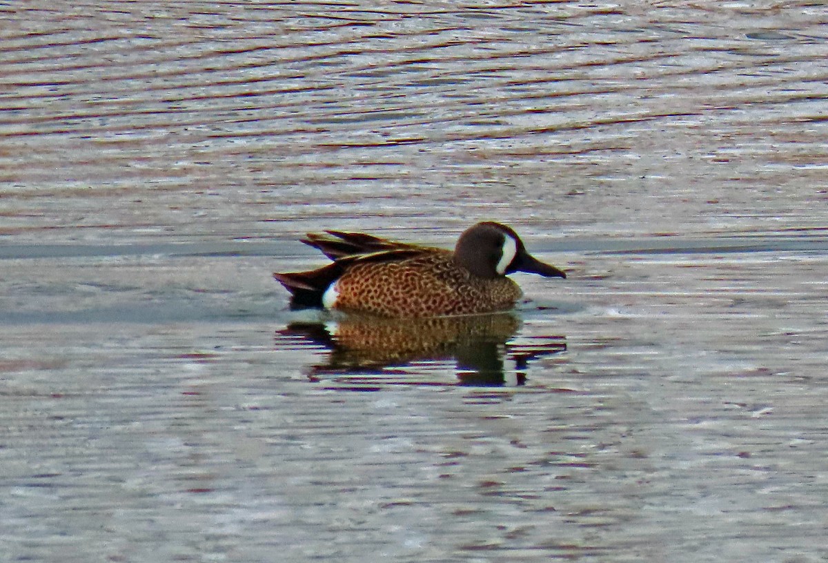 Blue-winged Teal - JoAnn Potter Riggle 🦤