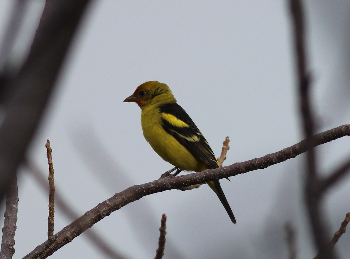 Western Tanager - ML224117671