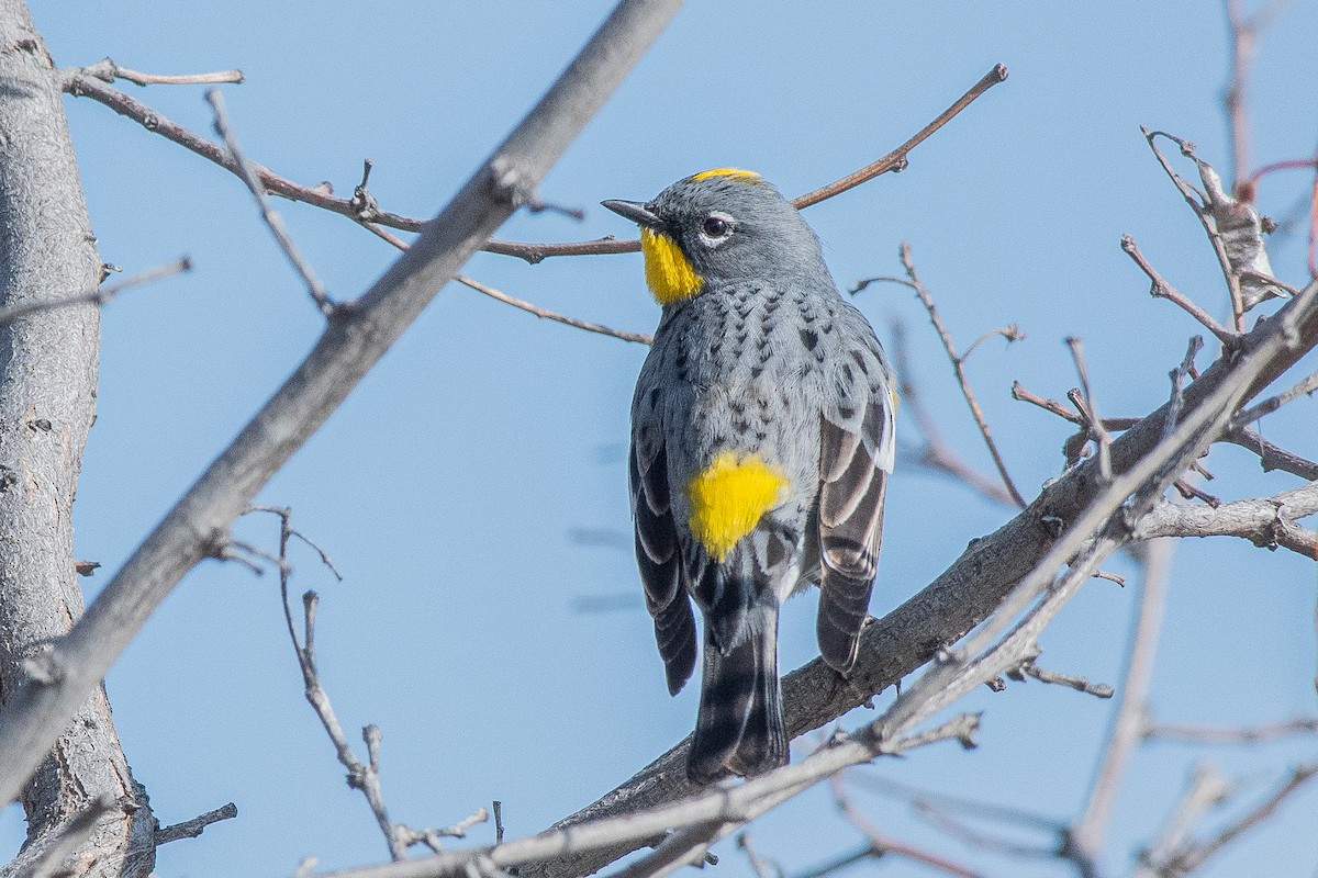 Yellow-rumped Warbler - ML224118681