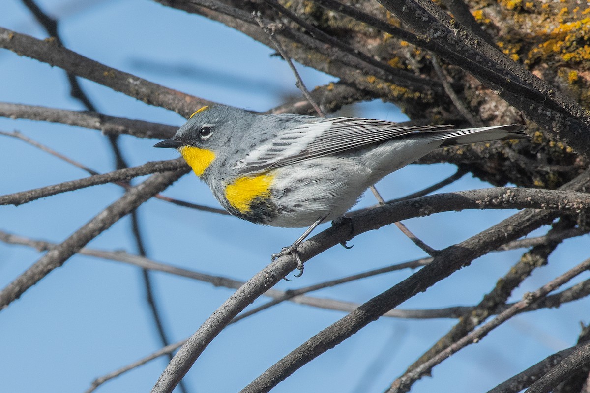 Yellow-rumped Warbler - ML224118731