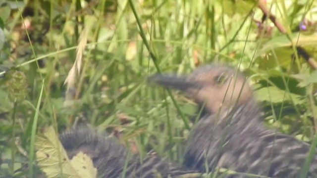 Chilean Flicker - ML224120941