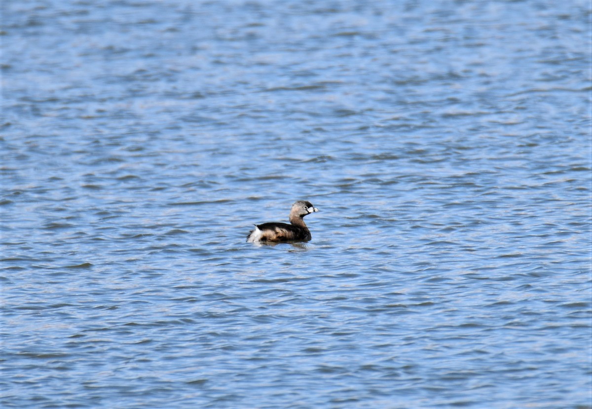 Pied-billed Grebe - ML224122281