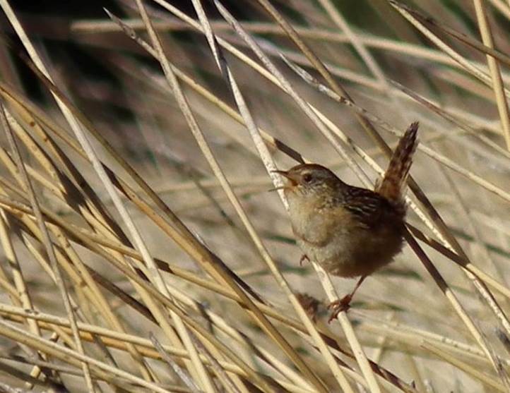 Grass Wren - ML22412431