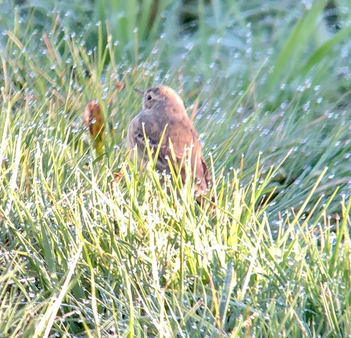 linduška tundrová - ML224124571