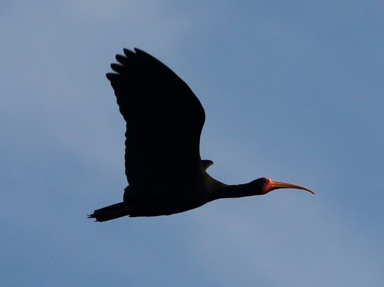 ibis tmavý - ML224124841
