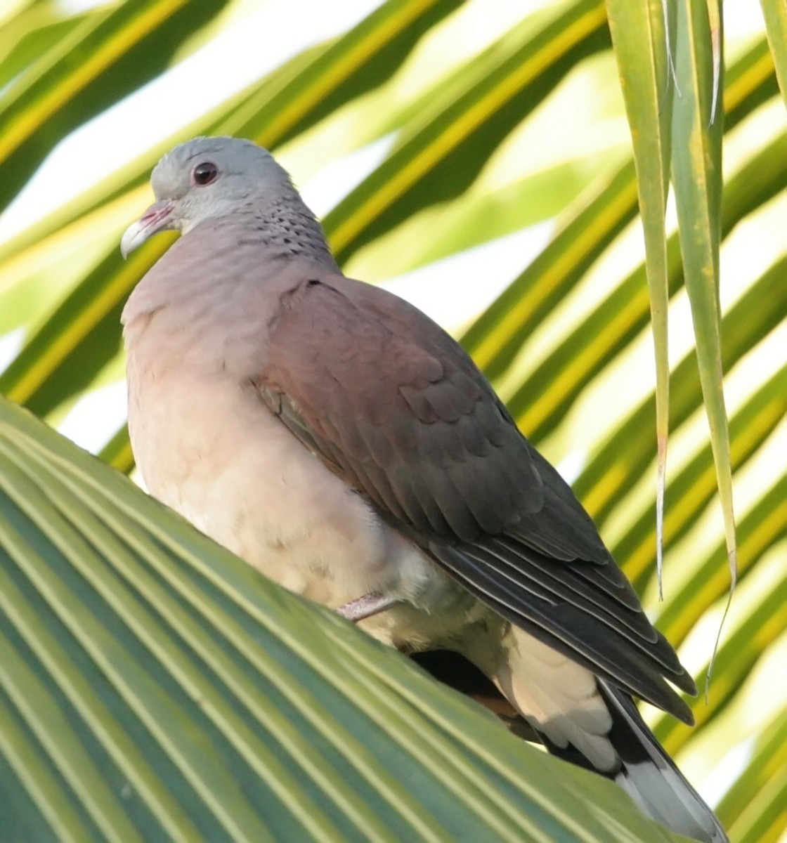 Malagasy Turtle-Dove - rima dhillon
