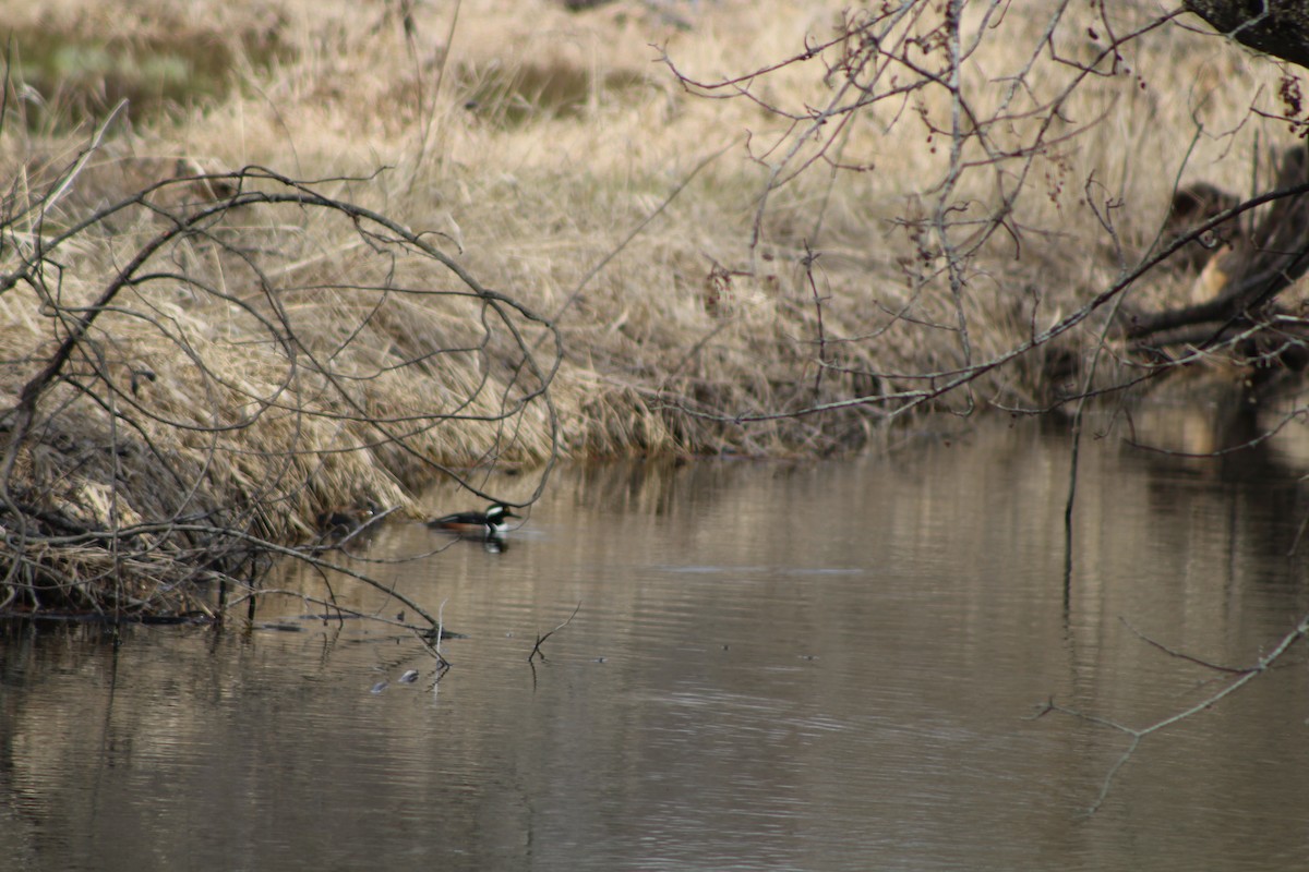 Hooded Merganser - ML224126141