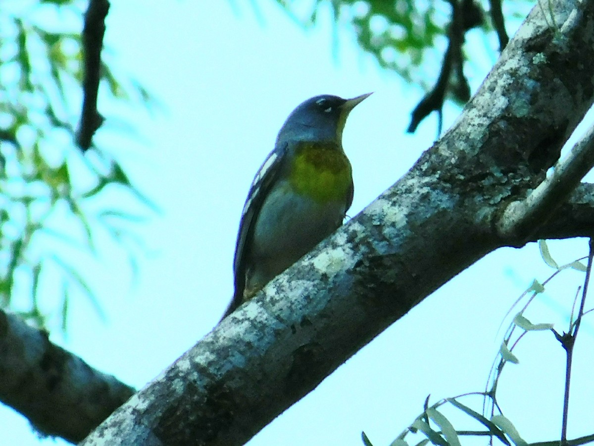 Northern Parula - ML224126341