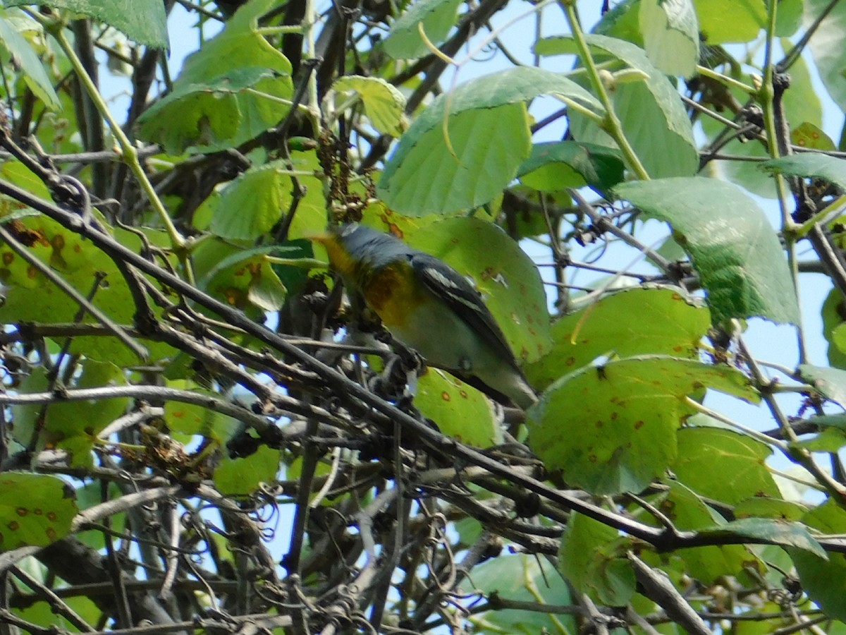 Northern Parula - ML224126691