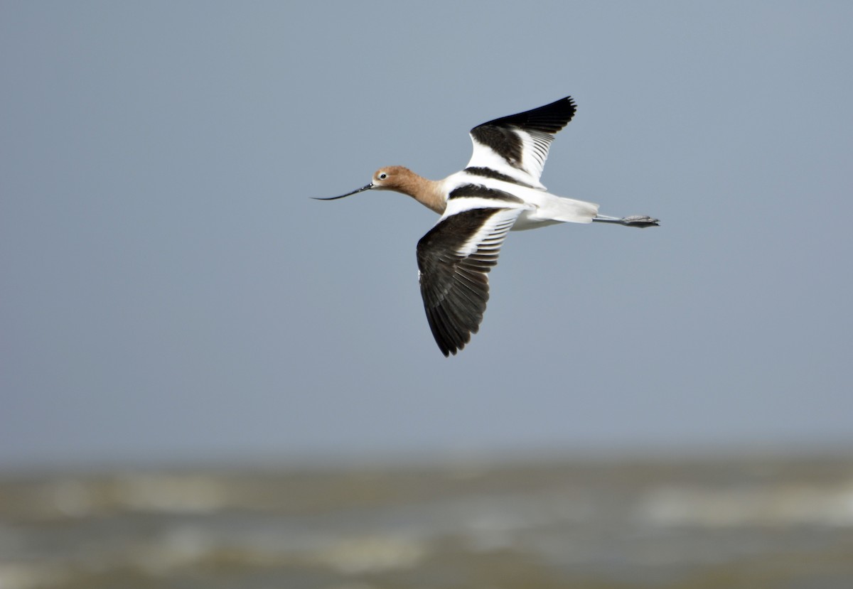 American Avocet - Bill Schmoker