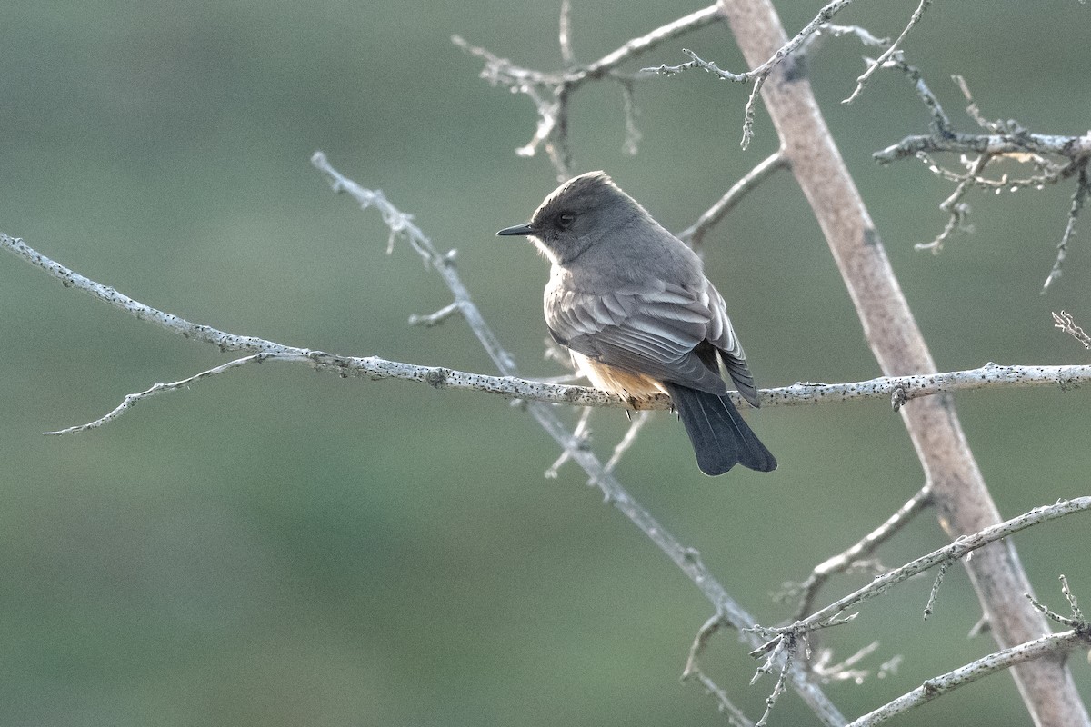 Say's Phoebe - ML224127941