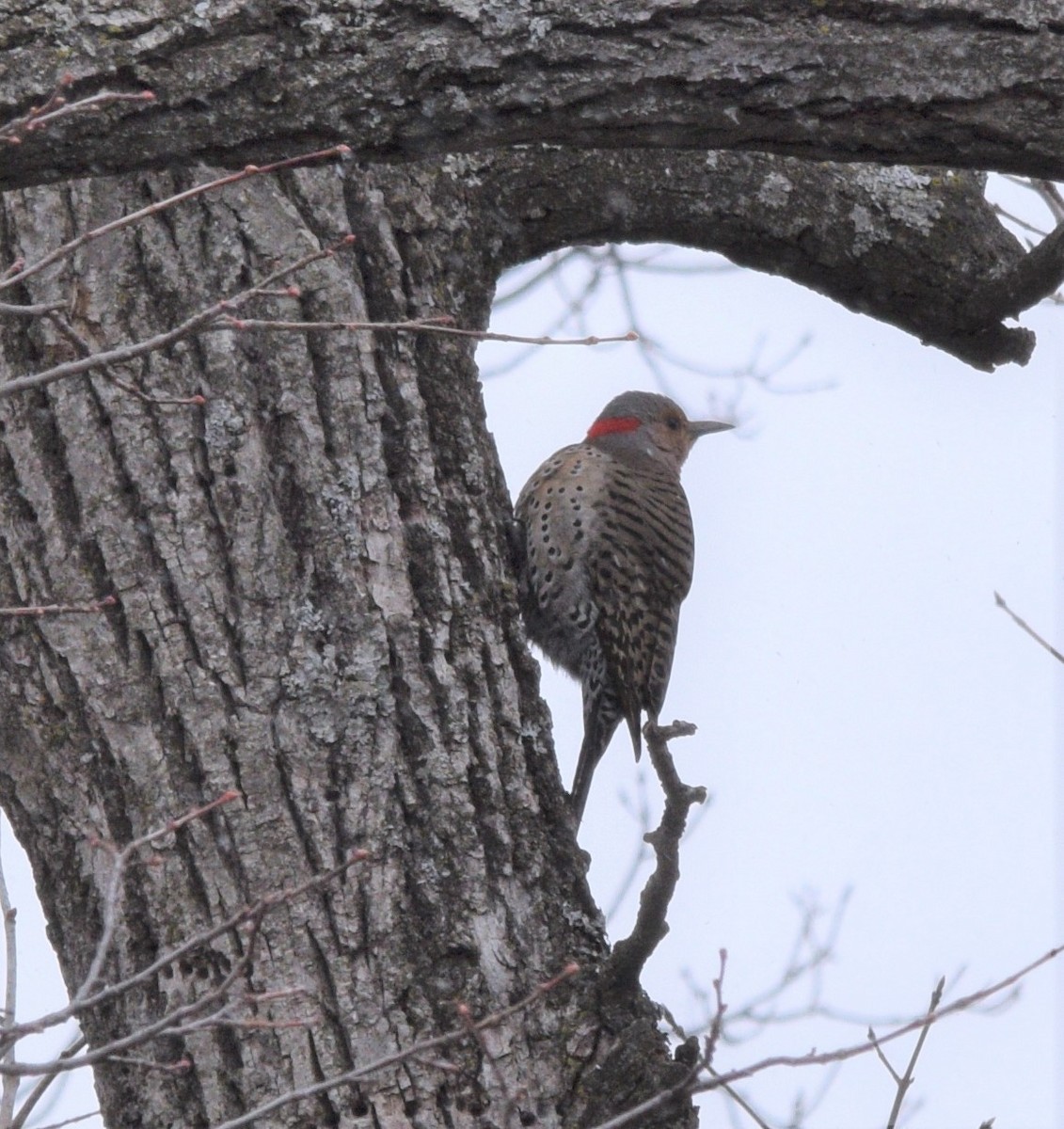 Northern Flicker - ML224128381