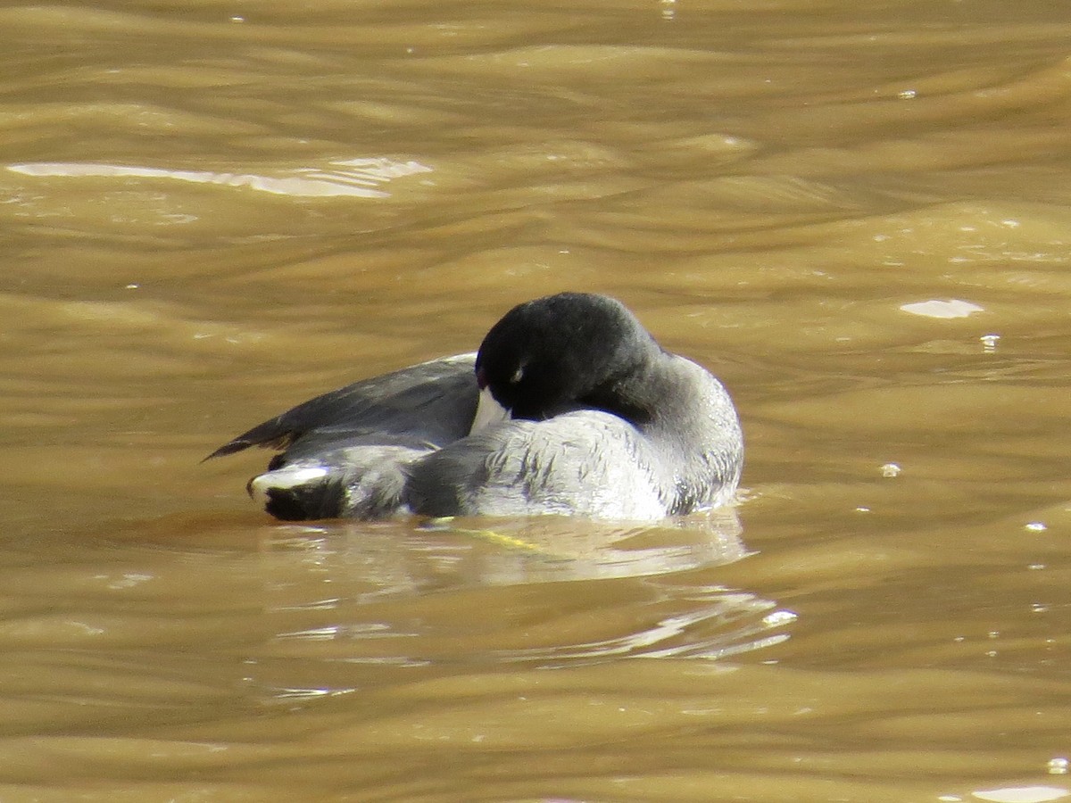 American Coot (Red-shielded) - WS Barbour