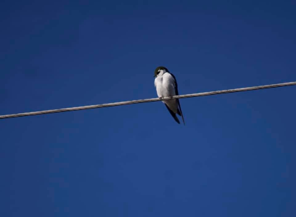 Violet-green Swallow - Jakub Galczynski