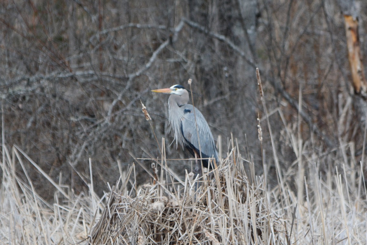 Great Blue Heron - ML224131241