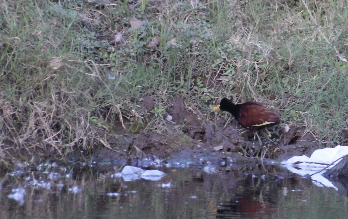 Northern Jacana - Michael Lester