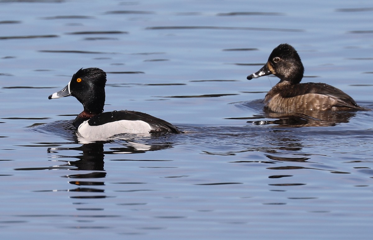 Ring-necked Duck - Ron Hess