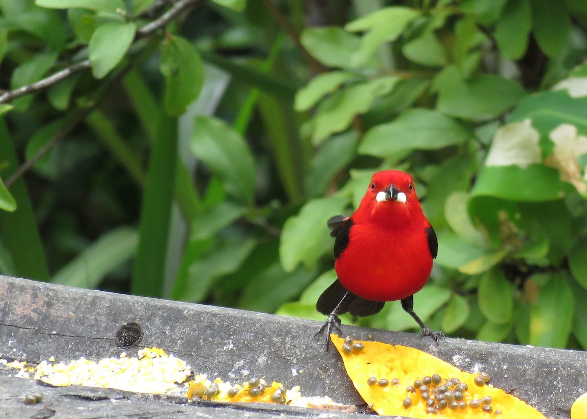 Brazilian Tanager - ML224132371