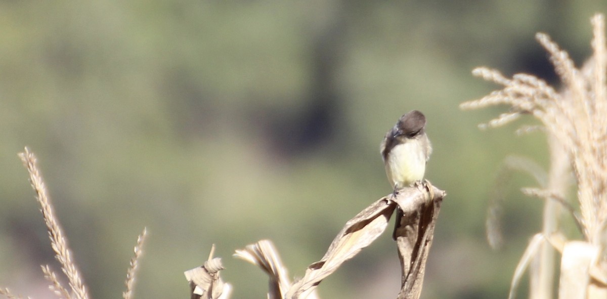 Eastern Phoebe - ML22413321