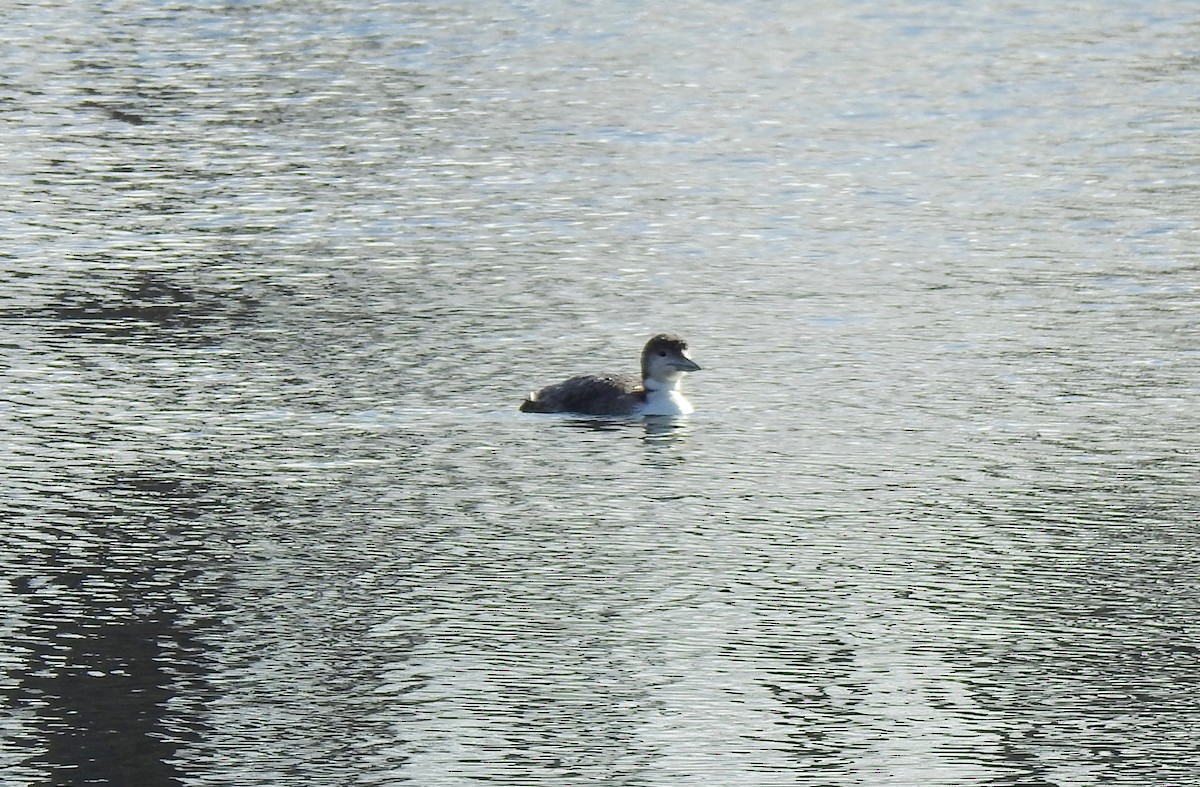 Common Loon - ML224133401