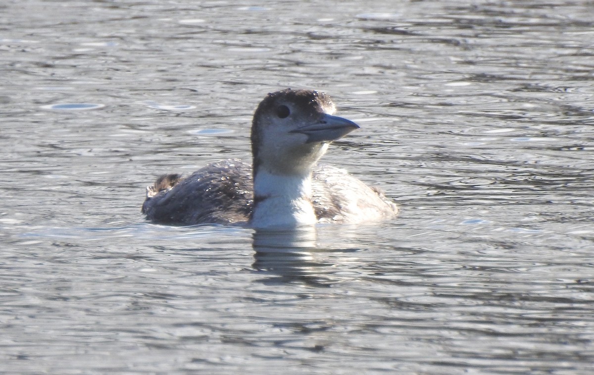 Common Loon - ML224133411