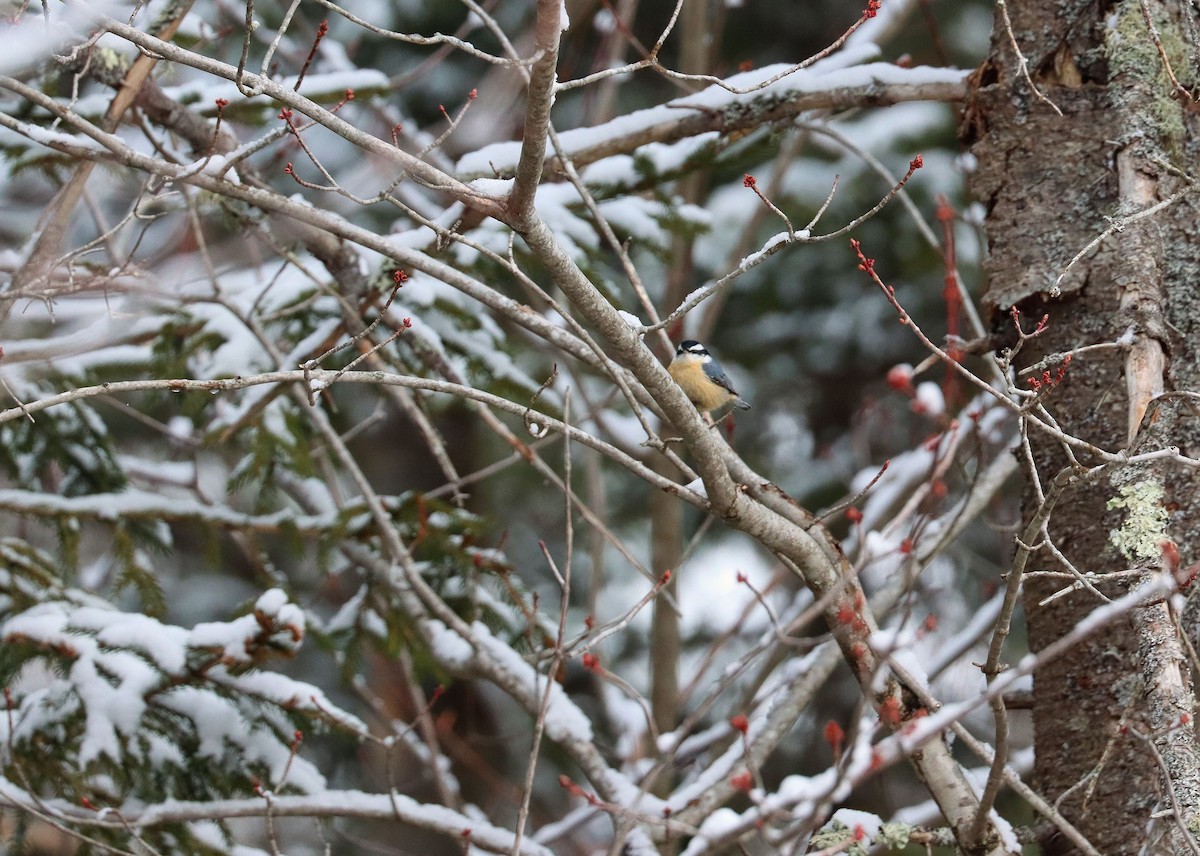 Red-breasted Nuthatch - ML224133651