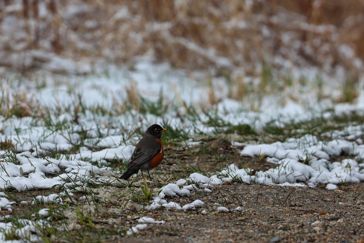 American Robin - ML224133821