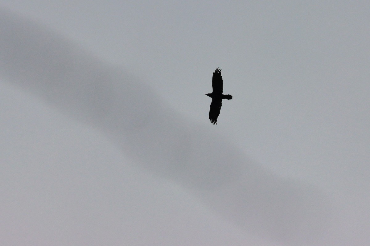 Common Raven - ML224133961