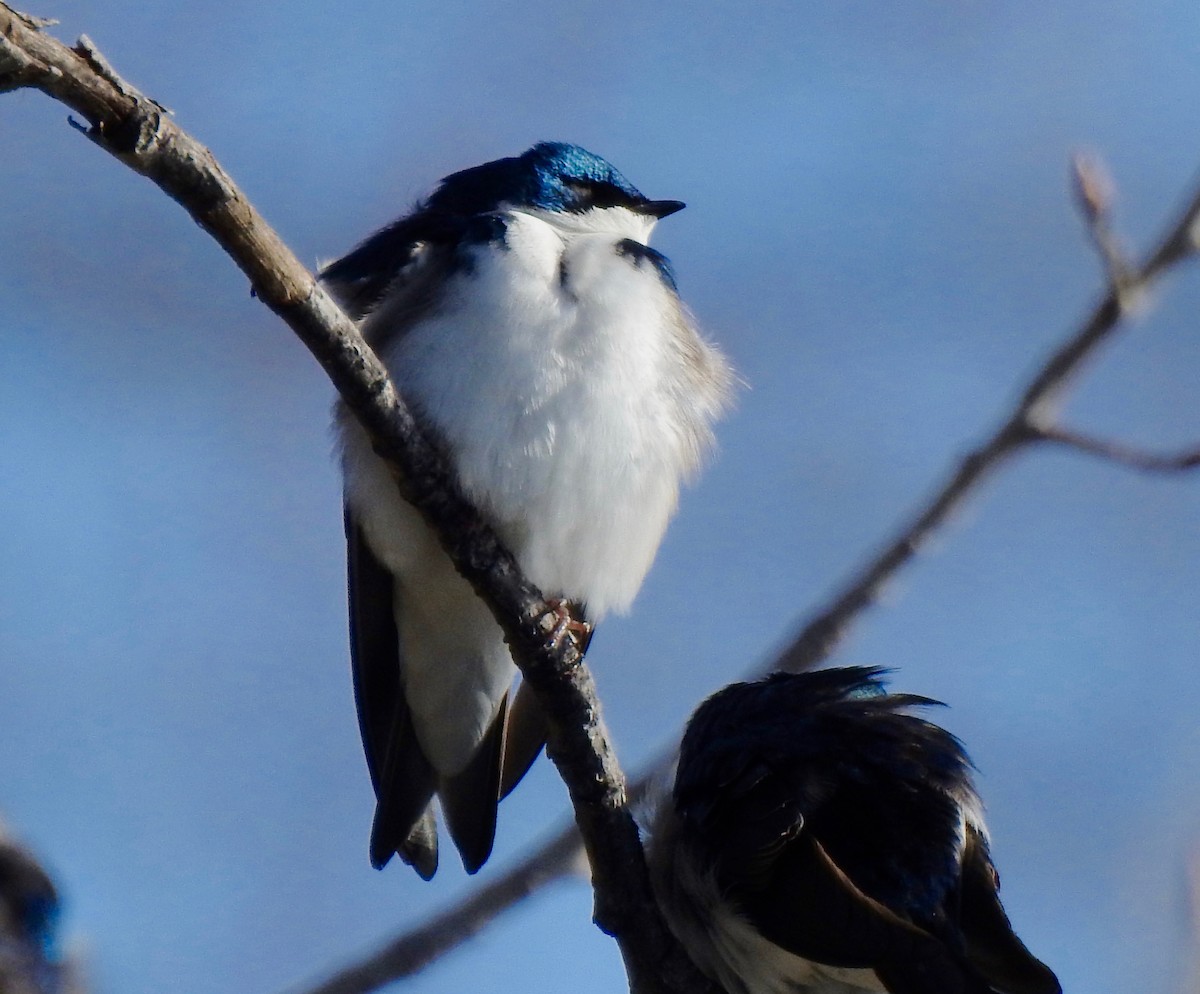 Tree Swallow - ML224135691