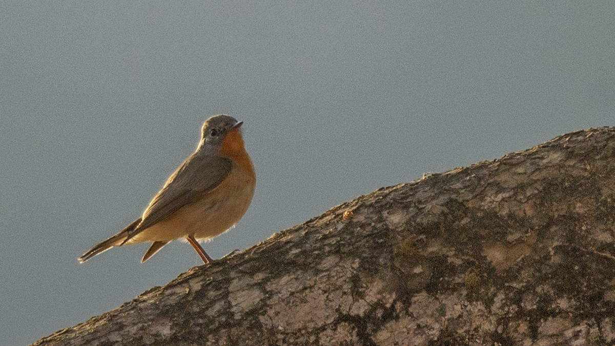 Red-breasted Flycatcher - Vaidehi  Gunjal