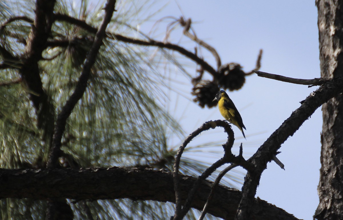 Black-headed Siskin - Michael Lester