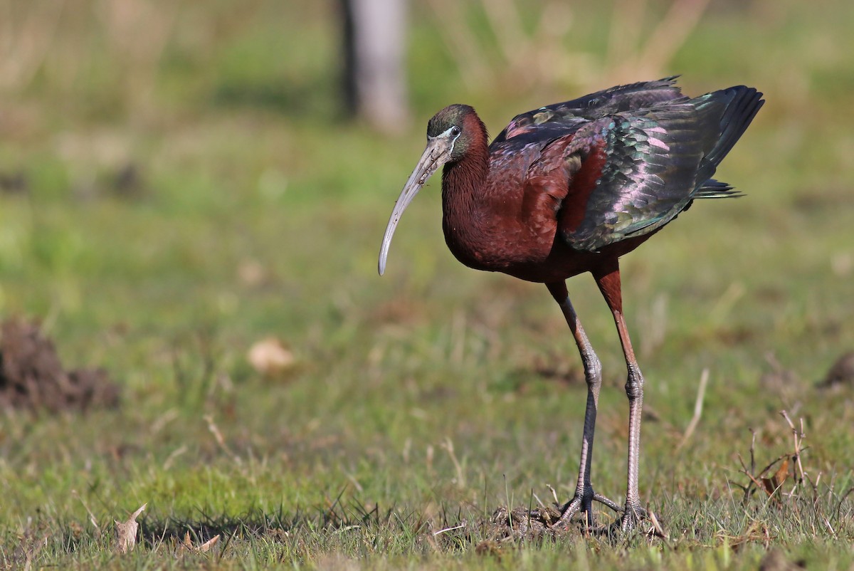 ibis hnědý - ML224139061