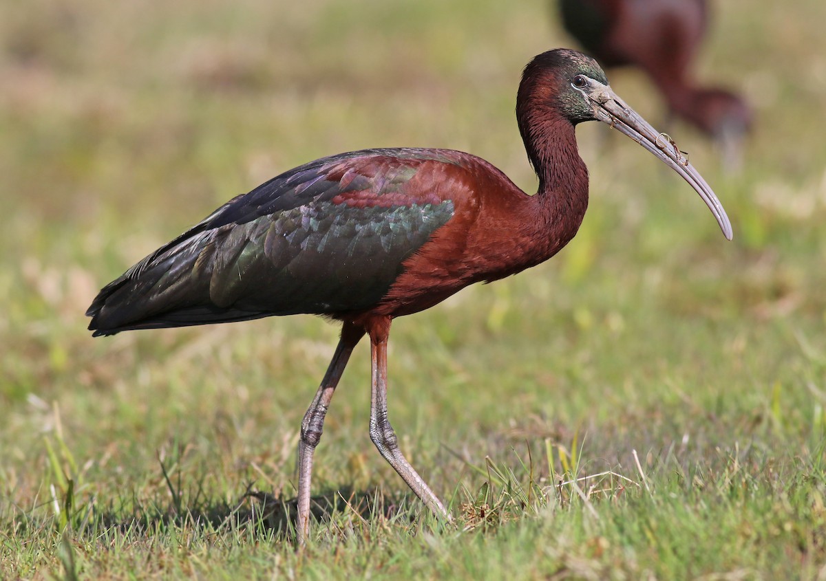 Glossy Ibis - ML224139071