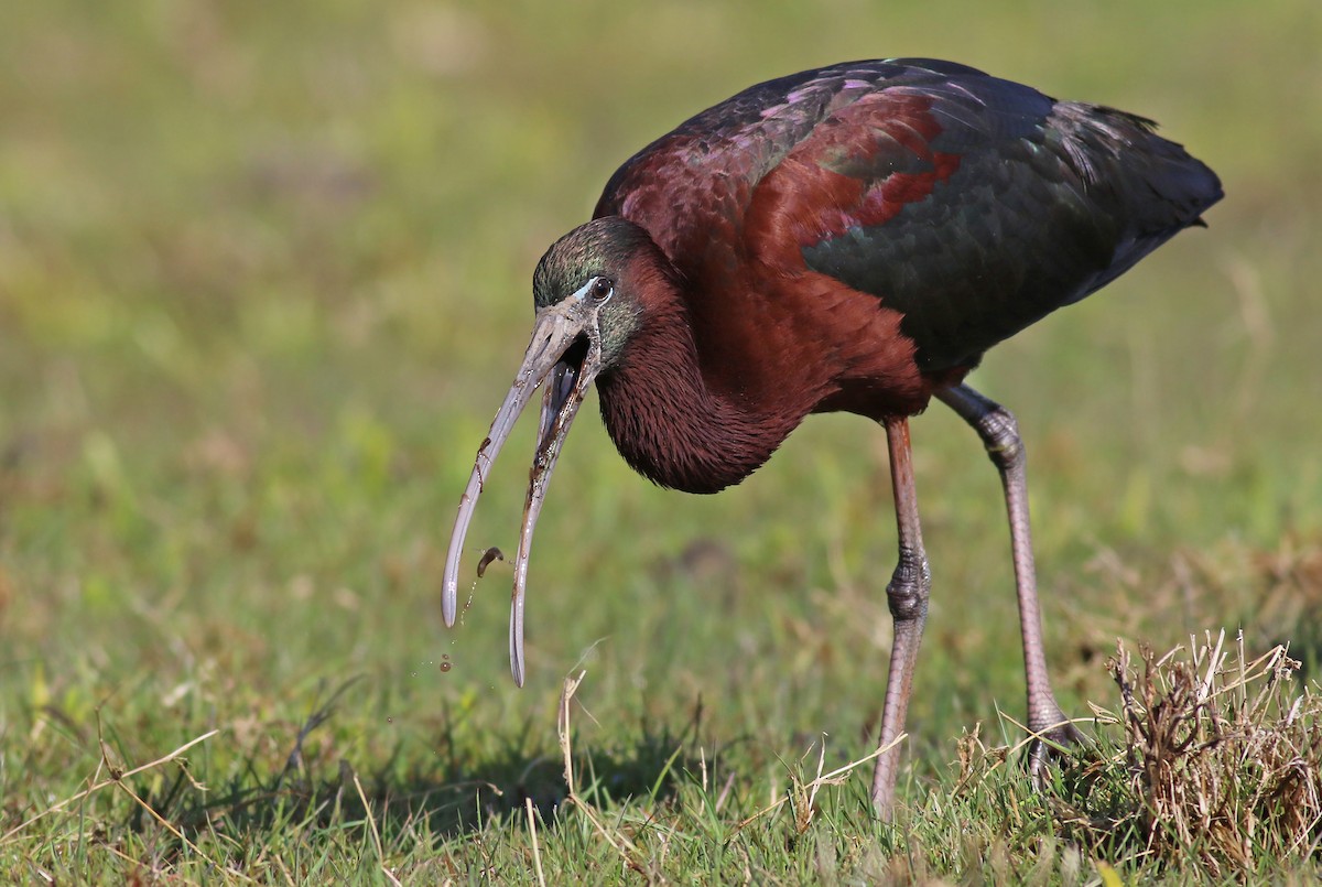 ibis hnědý - ML224139081
