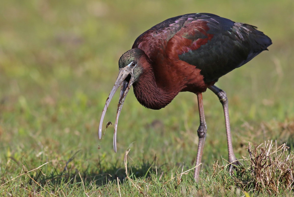 Glossy Ibis - ML224139081